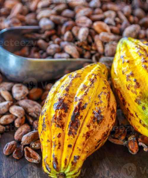 Graines de Cacao