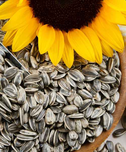 Graines de Tournesol