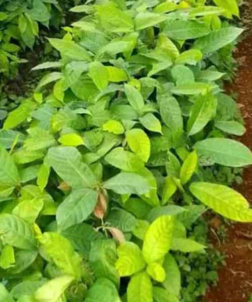 Plant de Cacao