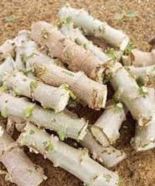 Plant de Manioc