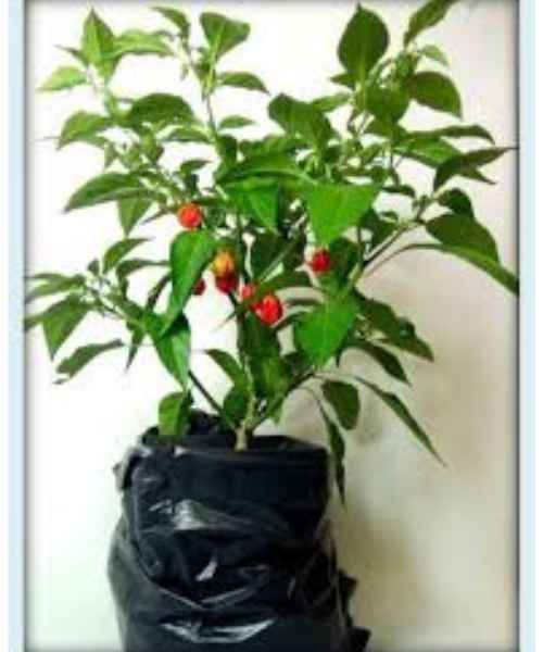 Plant de Piment