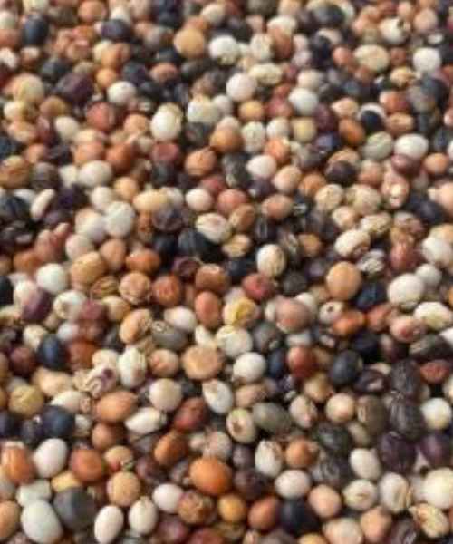 Semences de Cajan