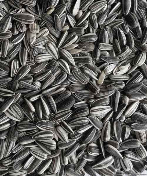 Semences de Tournesol