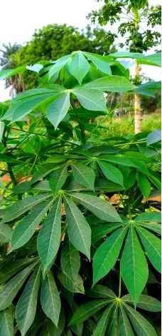 manioc