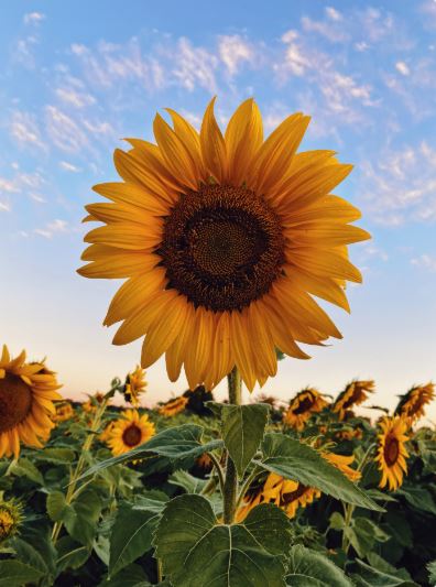 Champ de Tournesols