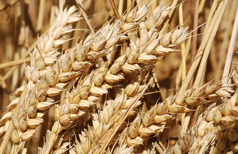Partenariat Agricole