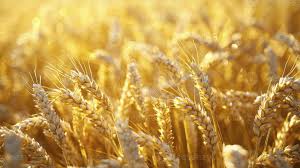Innovation Agricole