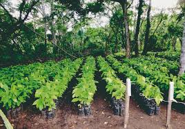 Plants de Cacao