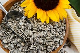 Semences de Tournesol